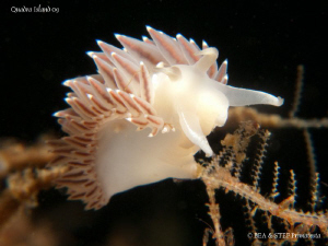 Temperate waters Nudi, Flabellina triophina. Quadra Islan... by Bea & Stef Primatesta 